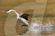 Grebes running on water by Rick Derevan