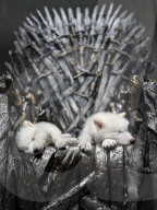 Bekannt aus Game Of Thrones: Das US Unternehmen Colossal Biosciences hat erste Schattenwölfe zurückgekreuzt