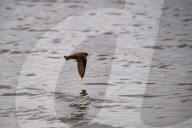 Wildlife At The Fernald Nature Preserve