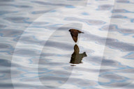 Wildlife At The Fernald Nature Preserve