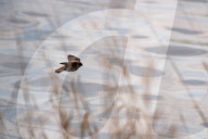 Wildlife At The Fernald Nature Preserve