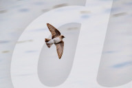 Wildlife At The Fernald Nature Preserve