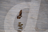 Wildlife At The Fernald Nature Preserve