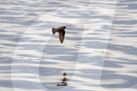 Wildlife At The Fernald Nature Preserve