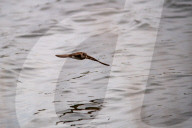 Wildlife At The Fernald Nature Preserve