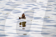 Wildlife At The Fernald Nature Preserve