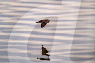 Wildlife At The Fernald Nature Preserve