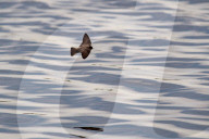 Wildlife At The Fernald Nature Preserve