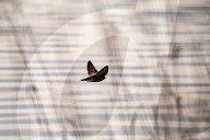 Wildlife At The Fernald Nature Preserve