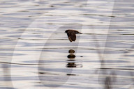 Wildlife At The Fernald Nature Preserve