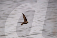 Wildlife At The Fernald Nature Preserve