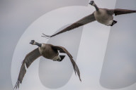 Wildlife At The Fernald Nature Preserve
