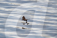 Wildlife At The Fernald Nature Preserve