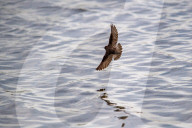 Wildlife At The Fernald Nature Preserve