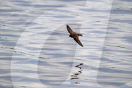 Wildlife At The Fernald Nature Preserve