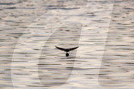 Wildlife At The Fernald Nature Preserve