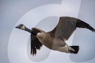 Wildlife At The Fernald Nature Preserve