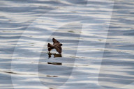 Wildlife At The Fernald Nature Preserve