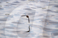 Wildlife At The Fernald Nature Preserve