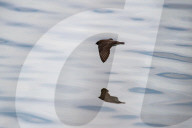 Wildlife At The Fernald Nature Preserve