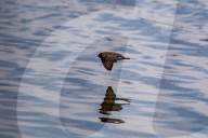 Wildlife At The Fernald Nature Preserve