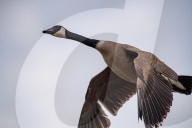 Wildlife At The Fernald Nature Preserve