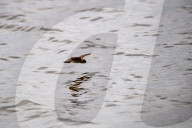 Wildlife At The Fernald Nature Preserve