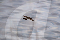 Wildlife At The Fernald Nature Preserve