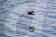 Wildlife At The Fernald Nature Preserve