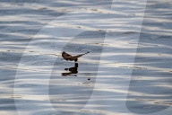 Wildlife At The Fernald Nature Preserve