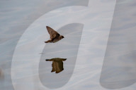 Wildlife At The Fernald Nature Preserve