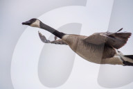 Wildlife At The Fernald Nature Preserve