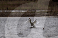 Wildlife At The Fernald Nature Preserve