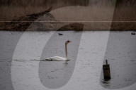Wildlife At The Fernald Nature Preserve