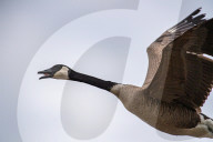 Wildlife At The Fernald Nature Preserve