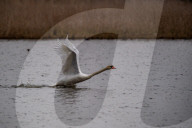Wildlife At The Fernald Nature Preserve