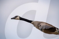 Wildlife At The Fernald Nature Preserve
