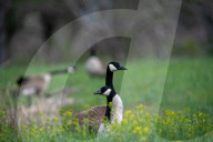 Wildlife At The Fernald Nature Preserve