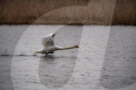 Wildlife At The Fernald Nature Preserve