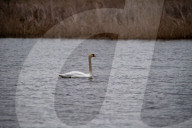 Wildlife At The Fernald Nature Preserve