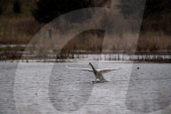 Wildlife At The Fernald Nature Preserve