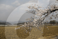 South Korea Weather