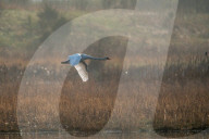 Mute Swans, Flooding, And Pollution In Ohio