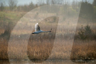 Mute Swans, Flooding, And Pollution In Ohio