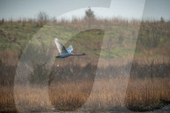 Mute Swans, Flooding, And Pollution In Ohio