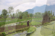Daily Life In Kashmir