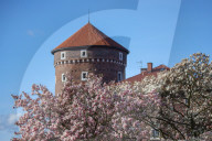 Blooming Magnolia Tree In Krakow, Poland