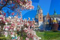 Blooming Magnolia Tree In Krakow, Poland