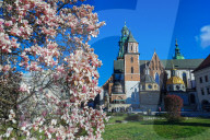 Blooming Magnolia Tree In Krakow, Poland
