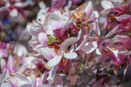 Blooming Magnolia Tree In Krakow, Poland